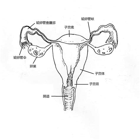 女性生殖器の構造